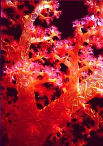 soft coral by Nazmi Kural 